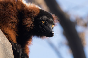 Lemur Rufo Rojo - Red Ruffed Lemur