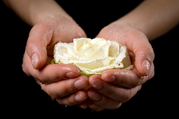 Girl's hands holding wet white rose