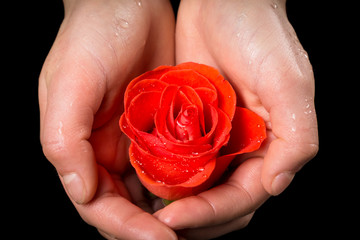 Girl's palms holding wet ruby-red rose