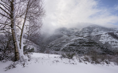 A couple of birches covered in ice facing a view of snowy mountains