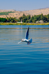 Fototapeta na wymiar Seagull, the Sea of Galilee