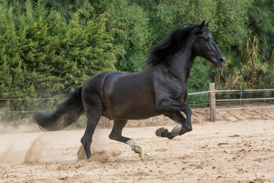 Semental de caballo español de color negro