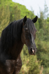 Obraz na płótnie Canvas Semental de caballo español de color negro