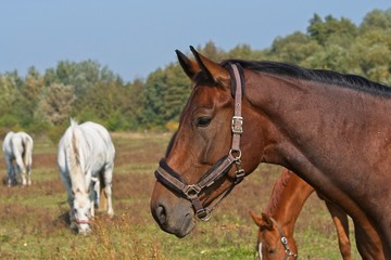 Obraz premium Portrait beautiful brown horse race