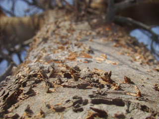 Fototapeta premium Tree Texture