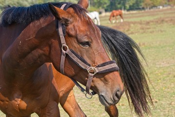 Fototapeta premium Portrait beautiful brown horse race