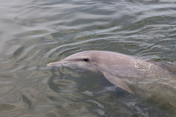 Delphin im Dolphin Research Center, Florida Keys, Florida, USA