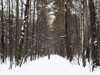 skier on snow-covered alley in park in winter