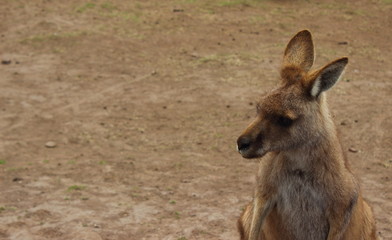 Kangaroo at Bonorong wildlife sanctuary -  Tasmania - Australia