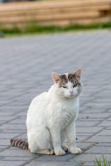 A pretty, white cat on the field
