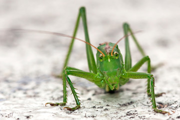 Grosses Grünes Heupferd