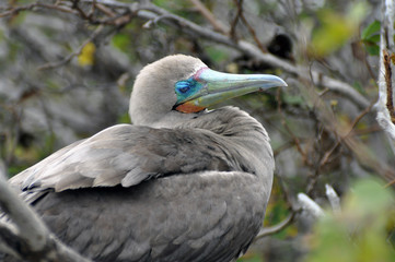 Blaufußtöpel Galapagos