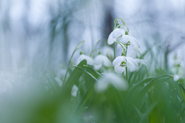 Spring snowdrop flowers in spring forest on blue background of blurred bokeh