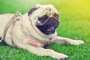 Lonely cute brown Pug lie down in green lawn