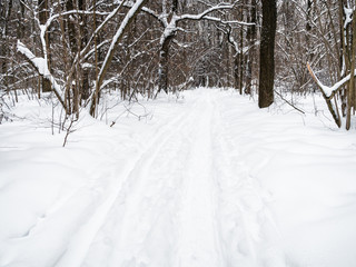 footpath and ski track in snow-covered city park