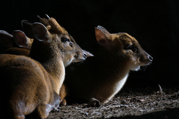 Muntjac de Reeve