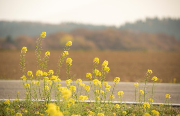 Yellow flowers across the way. Spring somewhere in Germany
