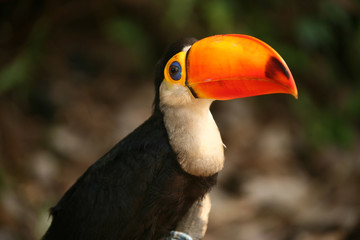 Black bird with orange beak