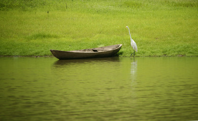 Bird with old boat