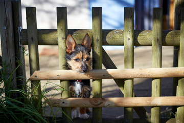 Dog looking through a fence