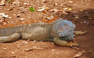 Orange Argame on the ground