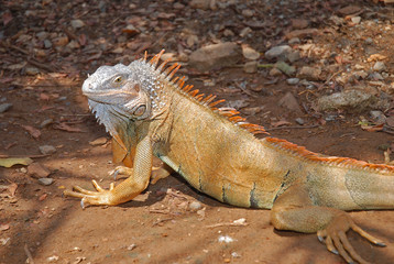 Orange Argame on the ground