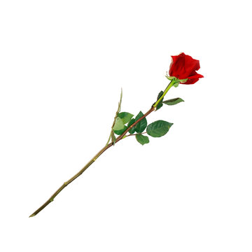 Highly Detailed Flower of Red Rose on Long Stem