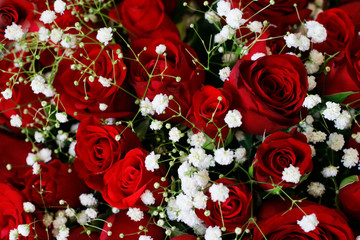 Natural Dark Red Ruby Roses Background Wallpaper