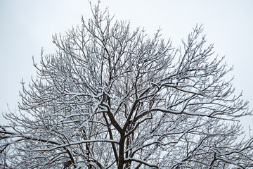 Fototapeta na wymiar tree with snow in winter