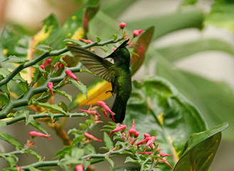 hummingbird and flower