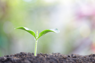 Growing green sapling plant 