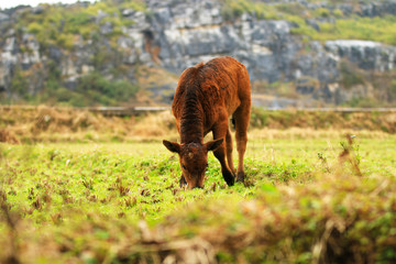 A calf grazing in a field