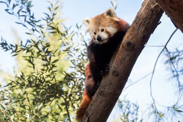 Panda rojo subido a un árbol