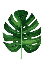 Watercolor illustration of Monstera leaf.