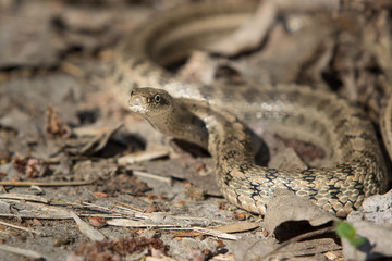 snake Elaphe dione