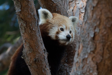 Panda rojo subido a un árbol
