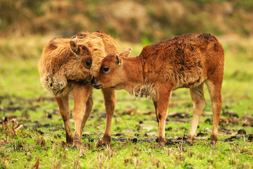 Naklejka na ściany i meble two calves in a field playing close together