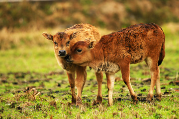 Naklejka na ściany i meble two calves in a field playing close together