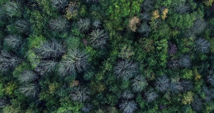 Top down aerial view from autumnal woodland tree canopy, with rise and corkscrew to reveal surroundings. Shot at Dering woods, Kent, UK