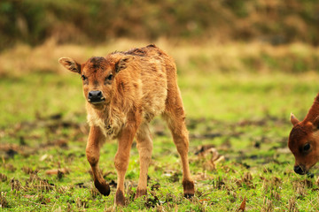 A calf looking at camera