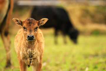 A calf looking at camera