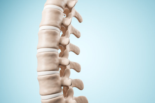 Realistic Human Spine Illustration. Side View On The Blue Background. 3d Render.