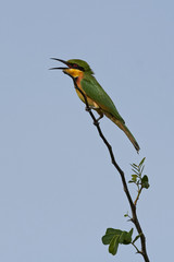 Little bee-eater (Merops pusillus)