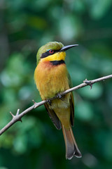  Little bee-eater (Merops pusillus)