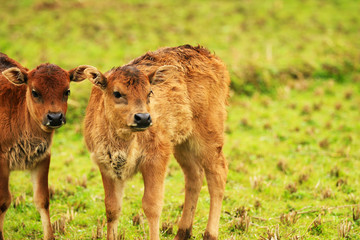 Fototapeta na wymiar two calves in a field playing close together
