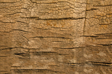 brown gray palm bark close up. natural rough surface texture