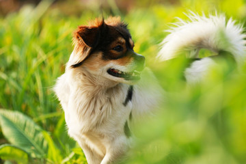 A pet dog playing happily in a country field