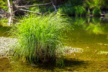 Grass bunch at a river in Yosemite Nationa Park, ,