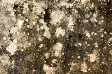 gray old dirty concrete wall with spots of white paint and black moss and mold. rough surface texture