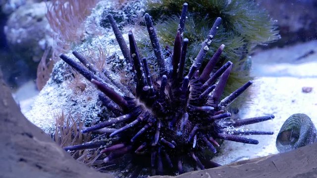 Slate pencil urchin also knows as Heterocentrotus mamillatus. Close up